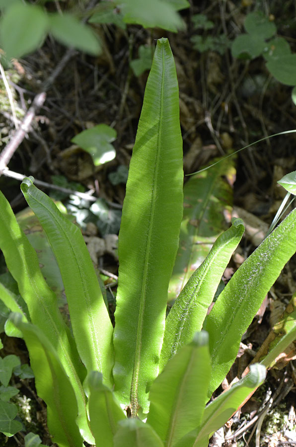 Phyllitis scolopendrium